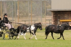 Belinda Drury Open Pony Tandem winner